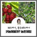 진도체리원 이미지