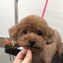 단짝 펫살롱 이미지