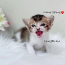 짱구네 동물병원 이미지