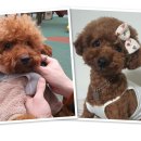 메씨엘리 이미지