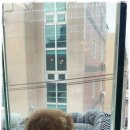 광주강아지분양 애견분양 마마스미독 광주점 이미지