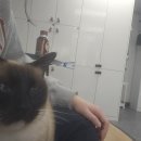 캣츠앤몬스터 이미지