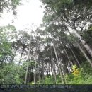 진안읍 1419 | 6시내고향 산이 들려주는 이야기, 진안 부귀면 편백나무숲, 탑사, 은수사, 진안마이산명인명품관...