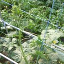 수광농장 | 오이 재배법