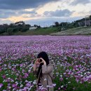 나무여행 | 고령 다산 은행나무숲 코스모스 대구 근교 여행 후기