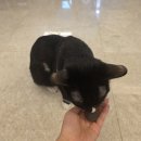 까치새길입구 버스정류장 옆 | [성남/판교] 이색 데이트 추천, '트란트란 가죽공방' 반려동물 꾹꾹이 키링 만들고온 후기!