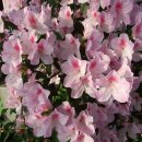 개화약국 이미지