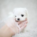 까만코 이미지