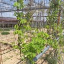 그늘막16 이미지