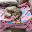 윤쌤동물병원 이미지