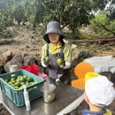 남당농장 | [제주도] 제주도 아이와 감귤체험 &lt;&lt;최남단체험감귤농장&gt;&gt;