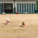 (주)힐링펫 | [부산 근교 애견공원/애견카페] 날씨 좋은 봄☀️ 강아지들 힐링하러 간 &#34;힐링펫&#34;