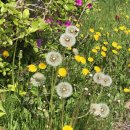 호아네김밥만두 이미지