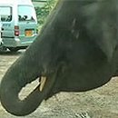 코끼리PC 이미지