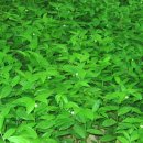 애기능약수터 이미지