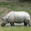 코뿔소 이미지