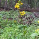 조성농장 이미지