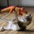 냥이시대 이미지