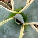 씨-스타 이미지