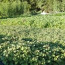 보양제약 이미지