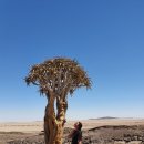 솔리테리 이미지