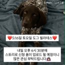 멍스타펜션 | [포캣멍센터] 유기견 입양센터 도그필라테스 후기_퍼피요가, 기부