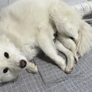 아랫장약국 이미지