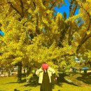 도동서원 | 대구 도동서원 은행나무 명소 11월 실시간 방문 후기