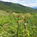 곰배령화원 이미지