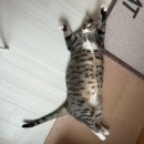 고양이 안 움직일 때 해결법? 불빛 낚싯대로 뚱냥이 운동 시작 (내돈내산 후기)