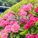 (주)송림환경 - 4577 | 부산 수국 명소 해운대 송림공원 달맞이길 개화 상황 주차