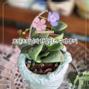 한땀세상 | [한땀리스] 오늘의 호야 호야조아님 한땀리스 비즈리스 구매 후기