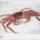 울진대게 이미지