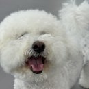 리츠펫강남세곡점