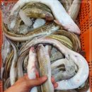 7월 21일(수) 목포는항구다 생선카페 판매생선[ ＜중복＞ 횟감용 민어, 장어, 오징어, 자반고등어(냉동) / "예약" 전복] 이미지