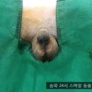 헬리오동물병원 이미지