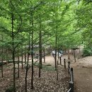 산림욕의 효과와 인간 건강, 지구 온난화의 연결고리 이미지