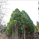제301차 장성 축령산 편백나무숲길 트레킹ㅡ 송년산행ㅡ (12월18일) 이미지