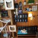 강실장펫살롱 이미지