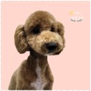 우리 애견 미용실 이미지