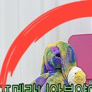 원주브리딩 | 수원 강아지분양 미니비숑분양 토이푸들말티푸 어디든지 함께