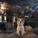 최선생미국가주우육면 이미지