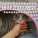 바하 고양이 병원 | 바하고양이병원 | 나나 검진부터 수술까지 | 고양이 치근흡수병변