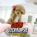 소답동144 | 창원 소답동 강아지분양 말티푸 분양은 ❗무조건❗ 유앤미펫 김해점