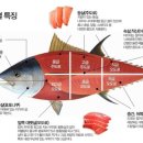 긴자참치 이미지