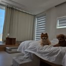 강릉멍릉도원애견펜션 이미지