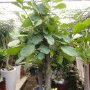[떡갈고무나무]-특대완성화분,공기정화관엽식물 이미지