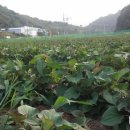 만악농장 이미지