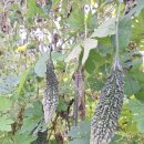 대연2농장 | 주말농장 소식 38 (25.10.12-2)