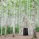 자작나무숲정상 이미지